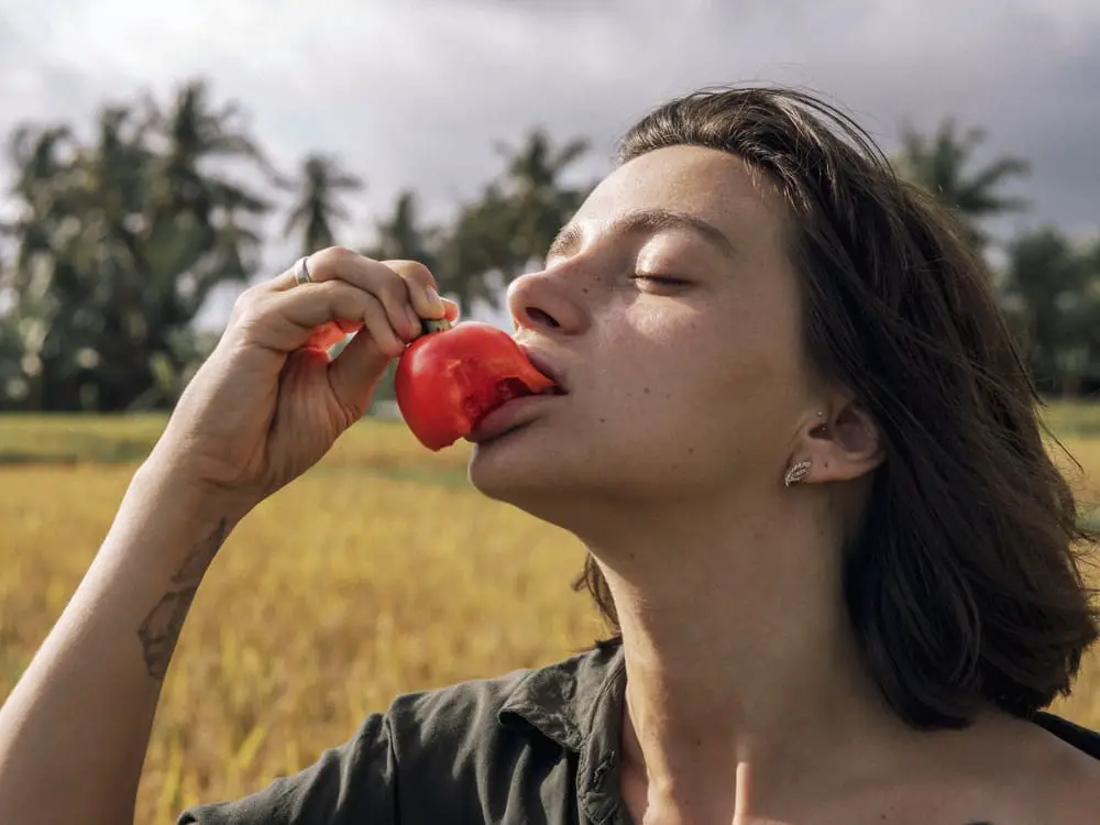 A young woman farmer picking fresh tomatoes in the organic farm field.